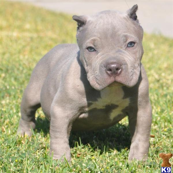 ✔VIRUSJR→→SOLD→→.SOLD→→SOLD→→WWW.HQBULLIES.COM